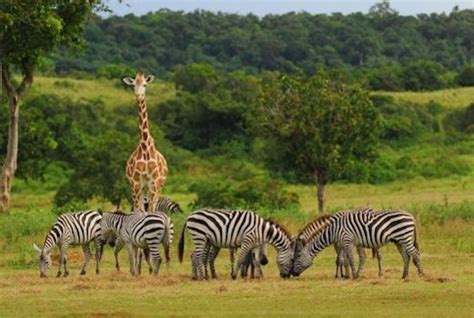 calauit safari tour.